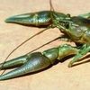 mocrayfish55